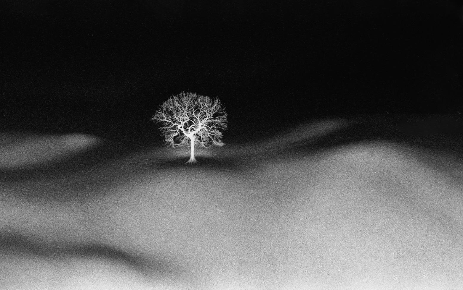 A lone bare tree on a bright ridge under a black sky — a snowfield that is really a body
